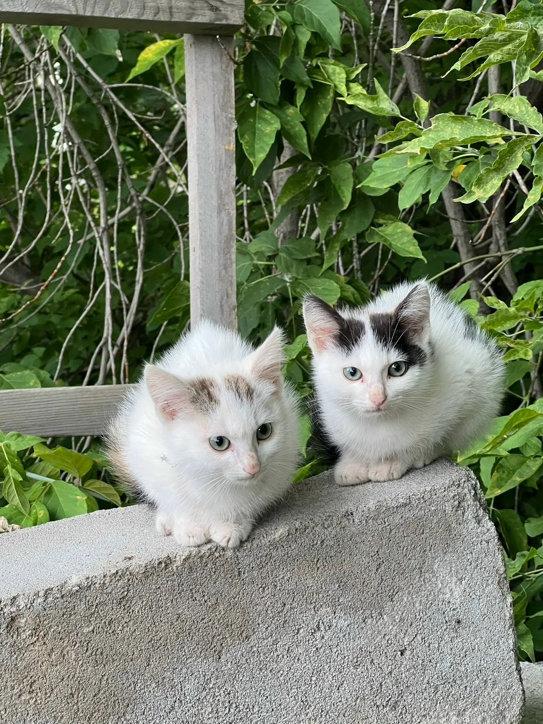 Найдена кошка в Нижнем Тагиле — фото питомца