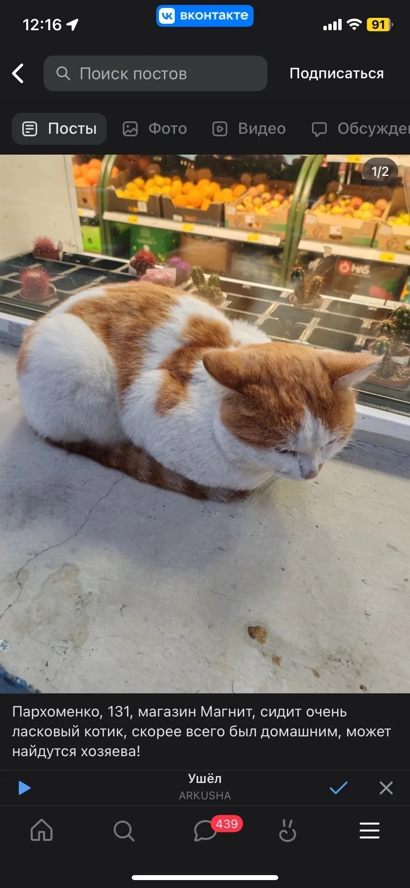 Пропала кошка в Нижнем Тагиле — фото питомца