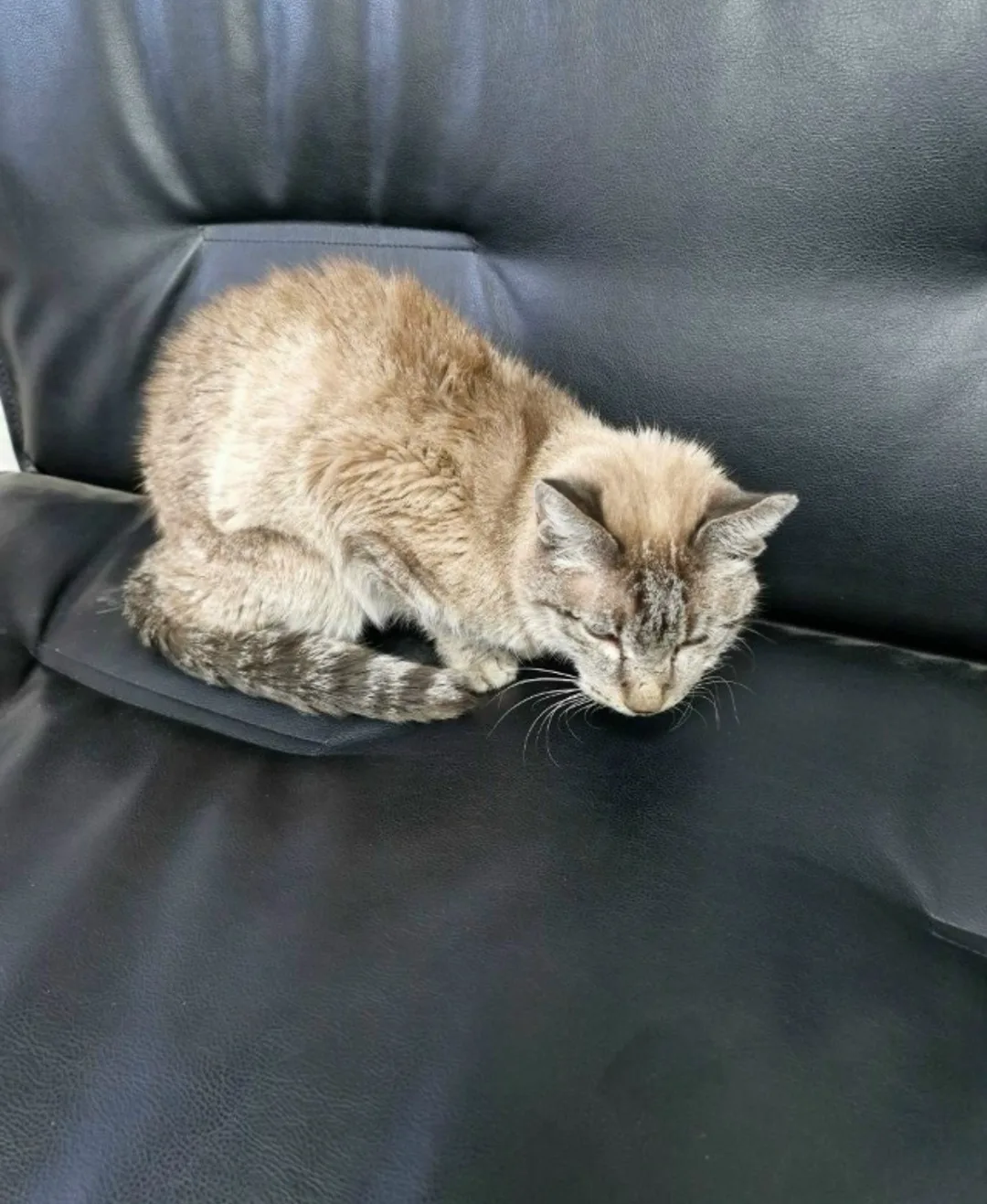 Найдена кошка в Чите — фото питомца