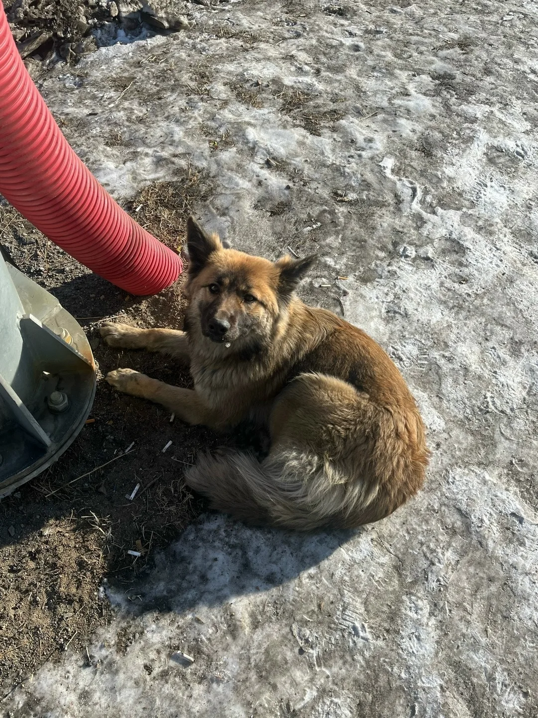 Пропала собака в Чите — фото питомца