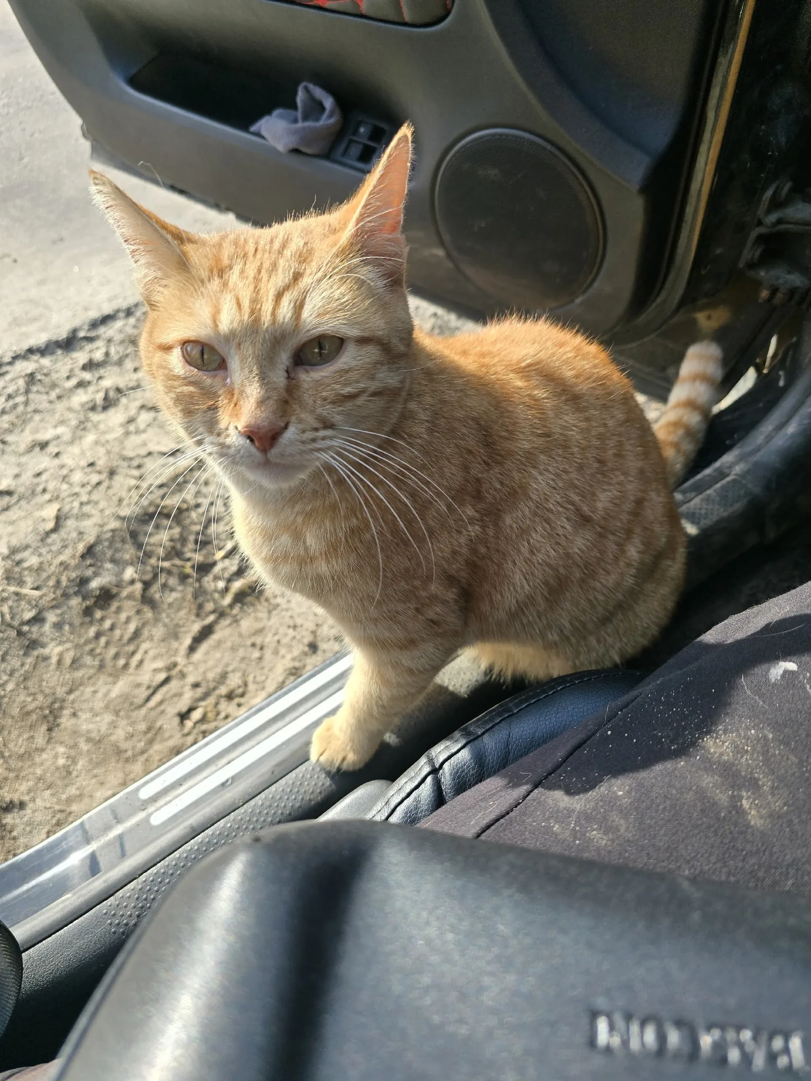 Пропала кошка в Жуковском — фото питомца