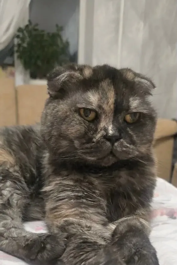 Найдена кошка в Бердске — фото питомца
