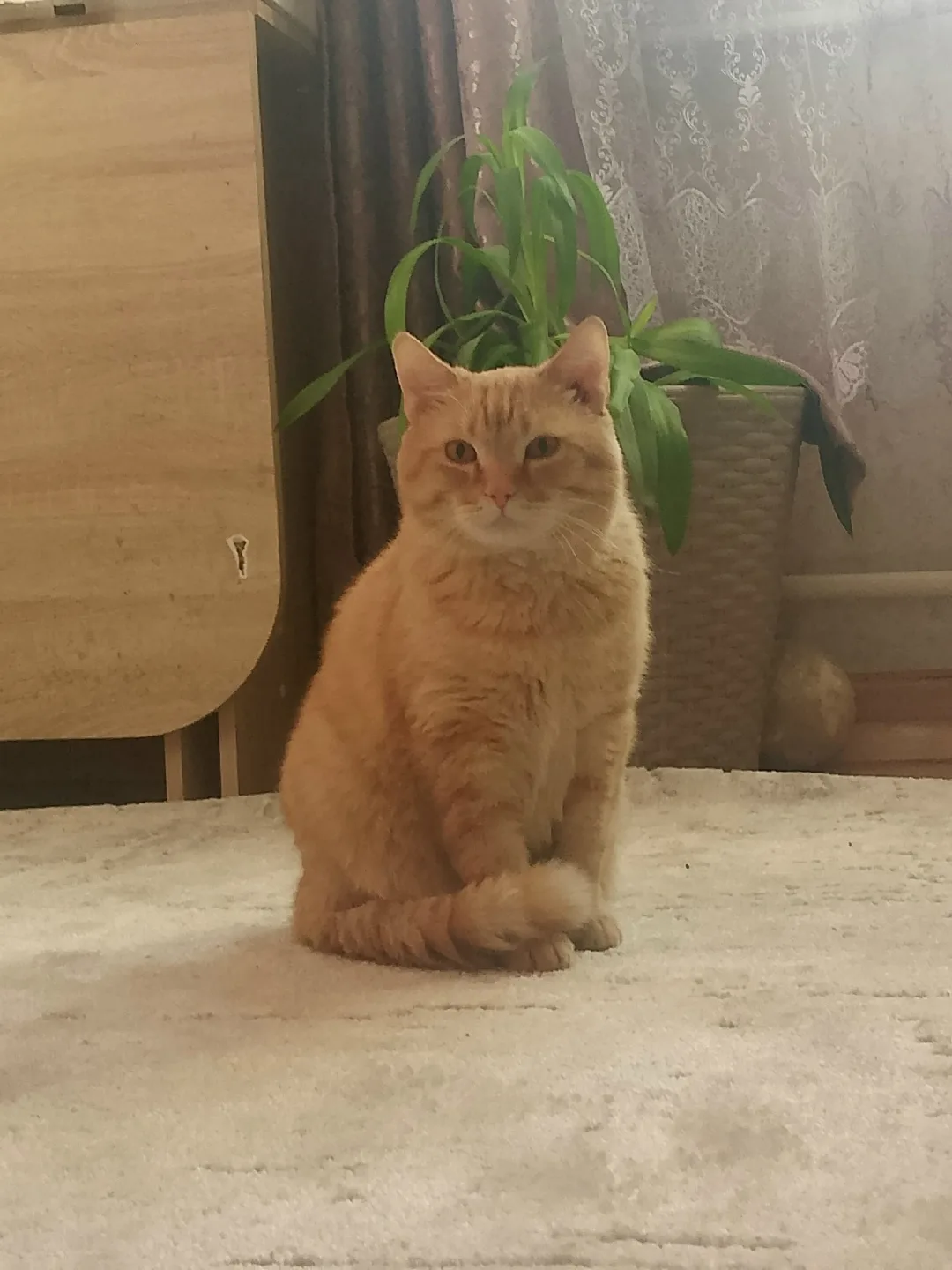 Пропала кошка в Чите — фото питомца