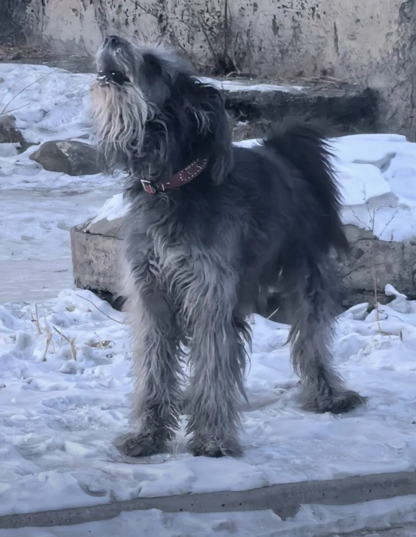 Пропала собака в Чите — фото питомца