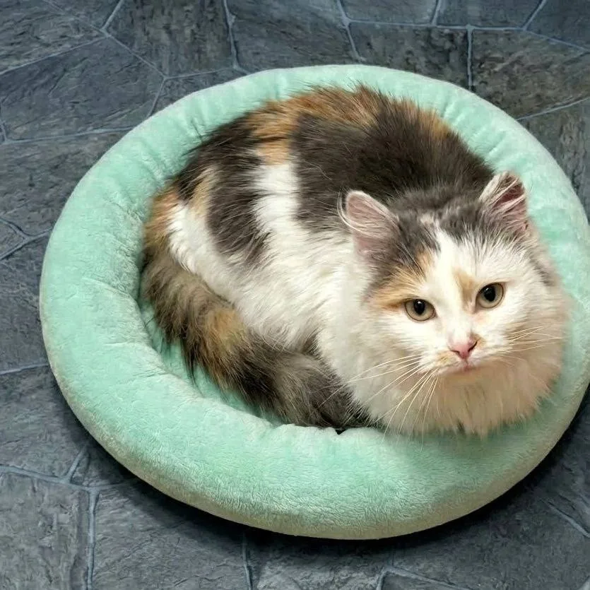 Найдена кошка в Чите — фото питомца