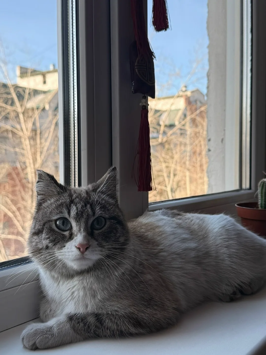 Найдена кошка в Чите — фото питомца