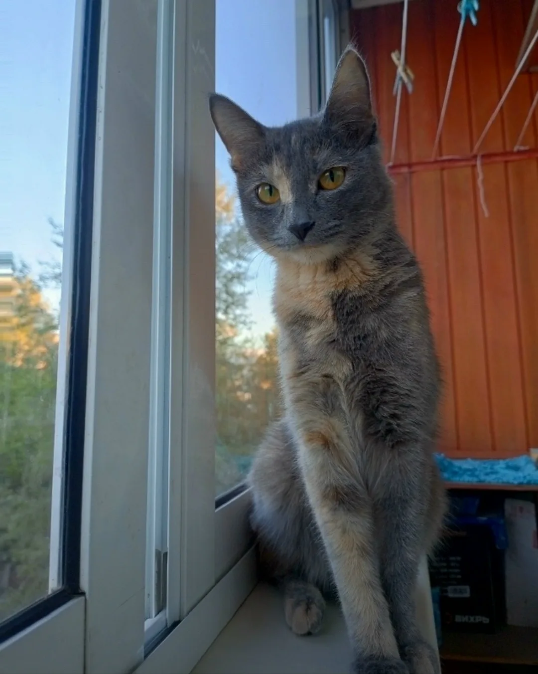 Пропала кошка в Чите — фото питомца