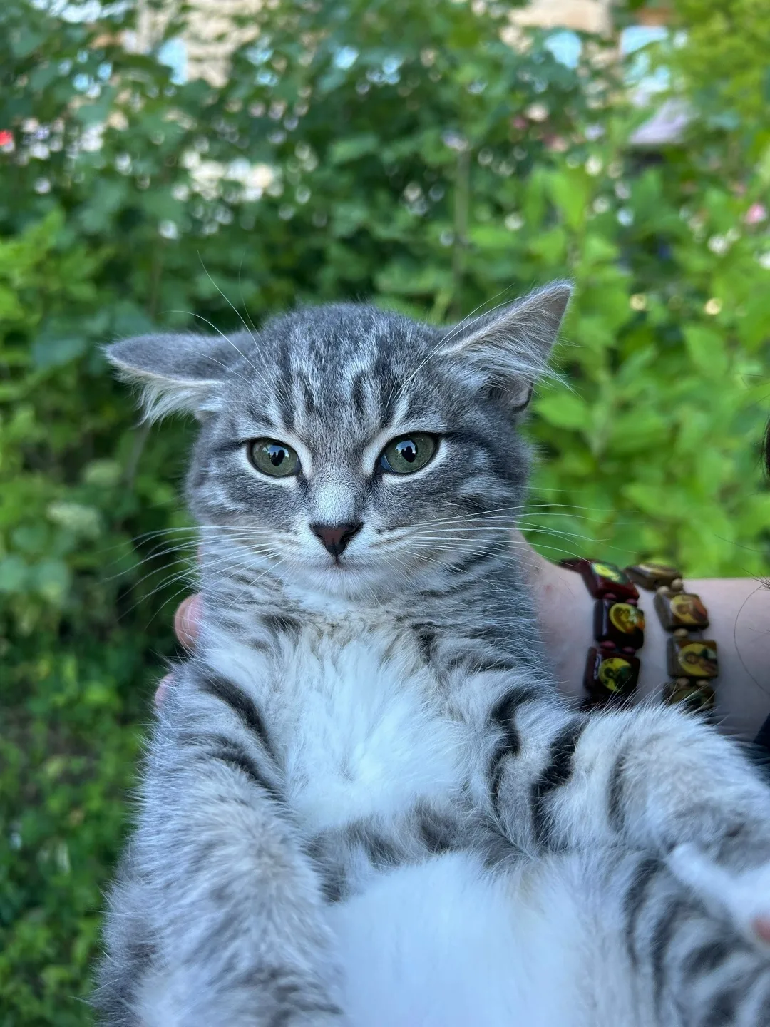 Найдена кошка в Нижнем Тагиле — фото питомца