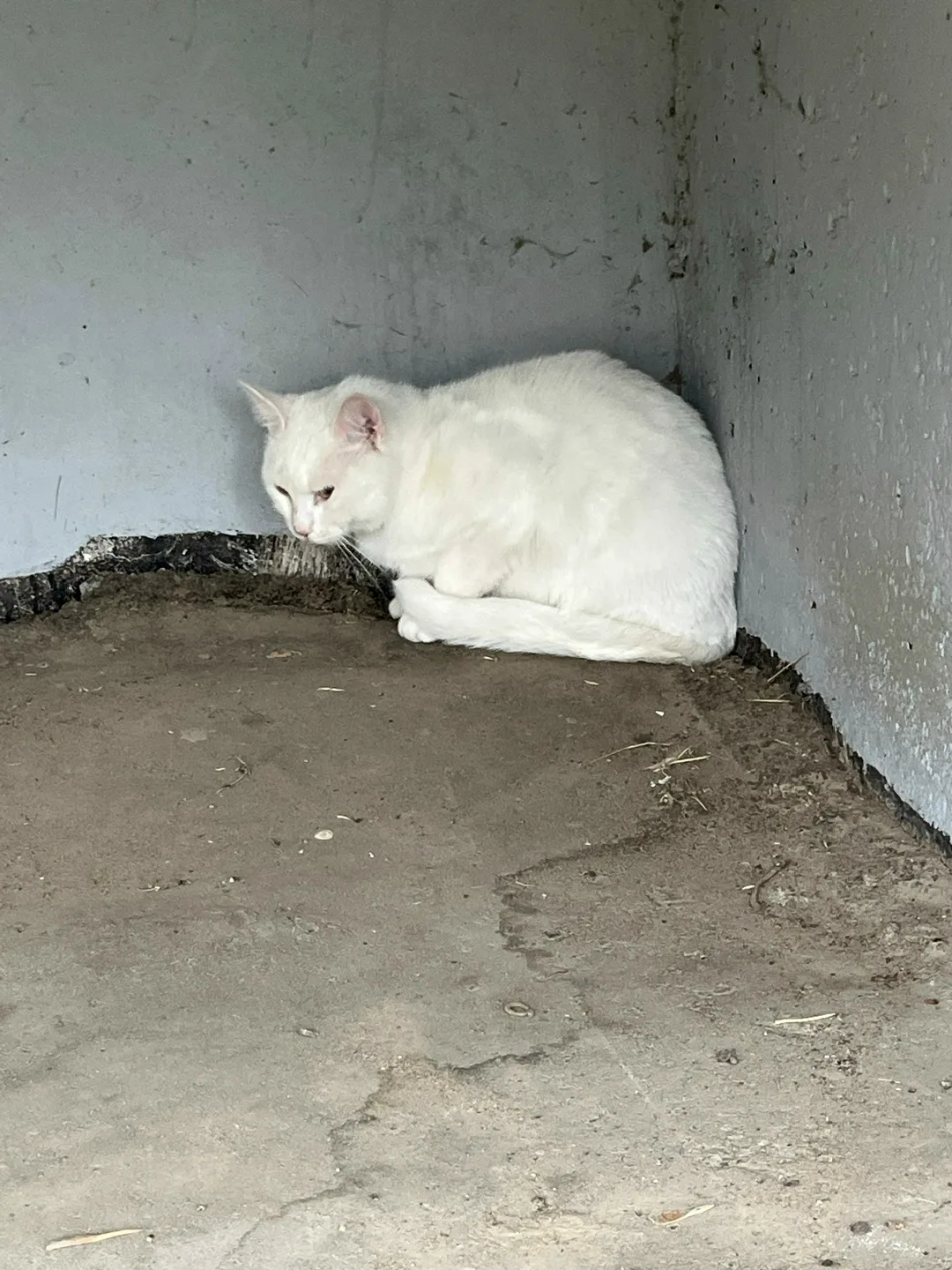 Найдена кошка в Смоленске — фото питомца