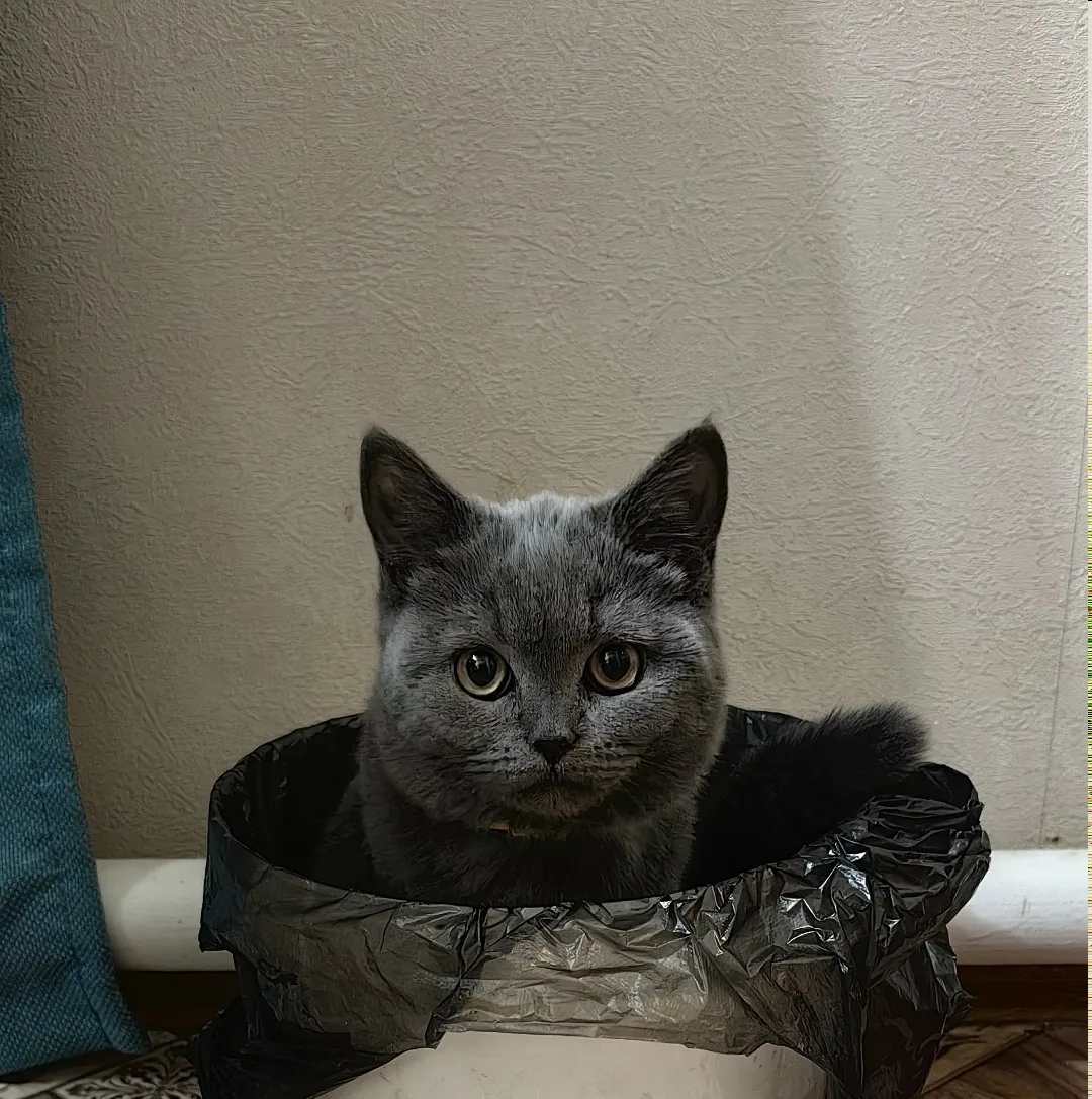 Найдена собака в Чите — фото питомца