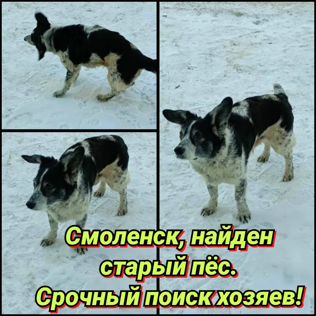 Найдена собака в Смоленске — фото питомца