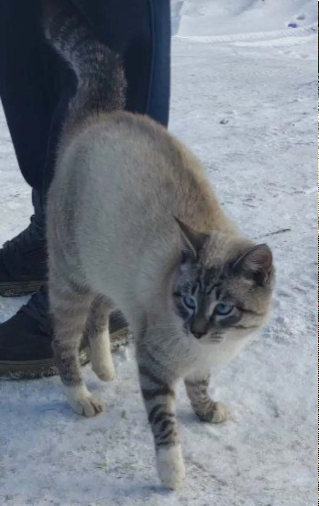 Найдена кошка в Волжском — фото питомца