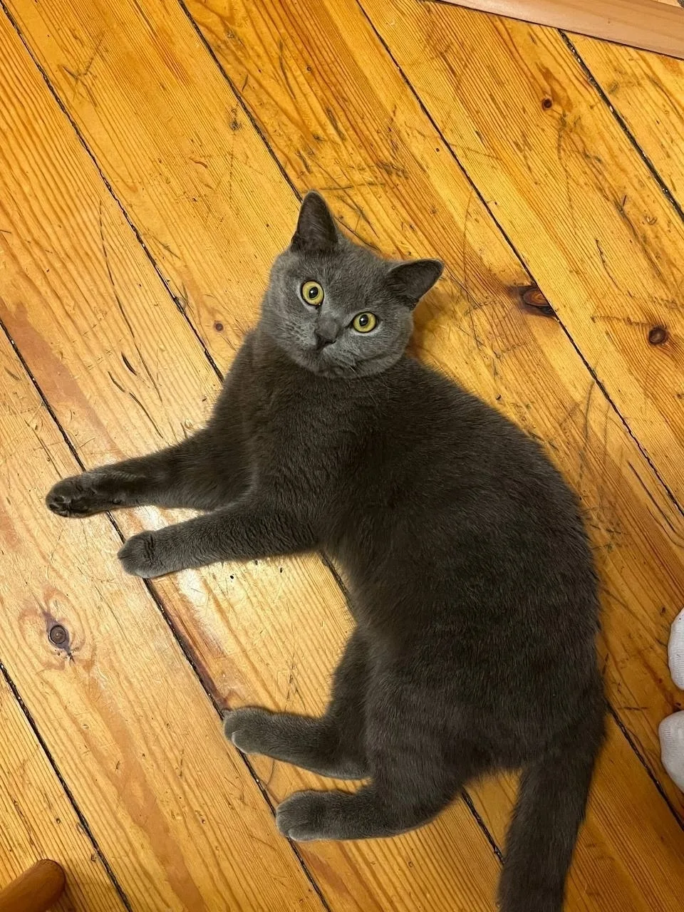 Найдена собака в Чите — фото питомца