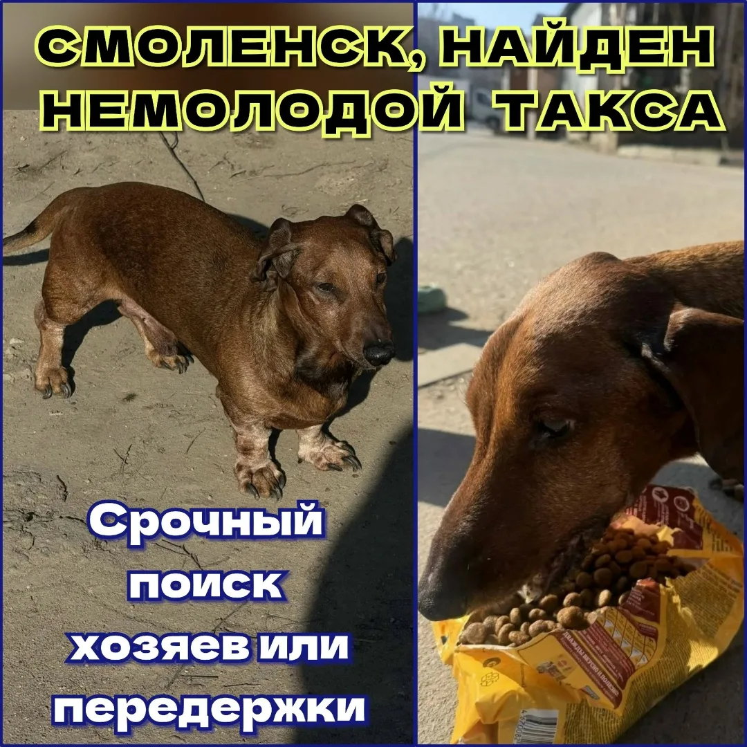 Найдена собака в Смоленске — фото питомца