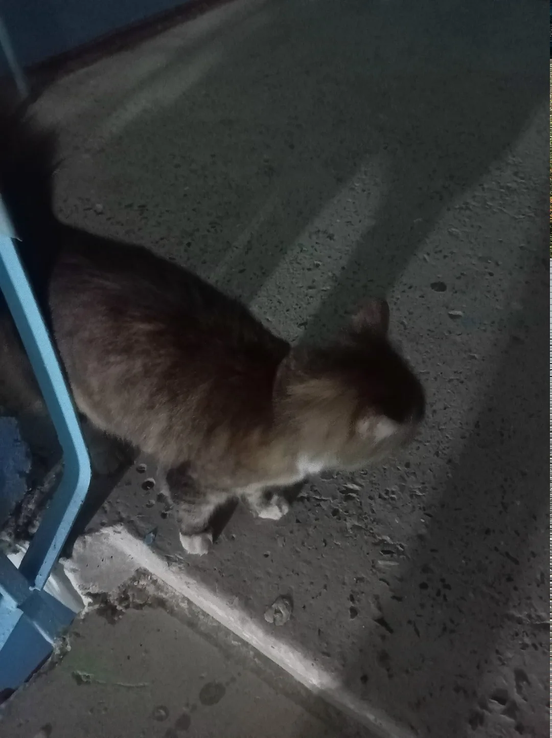 Найдена собака в Смоленске — фото питомца