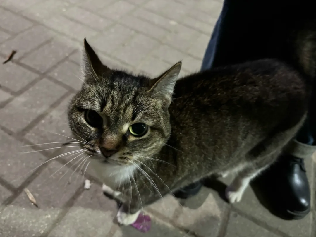 Найдена кошка в Смоленске — фото питомца