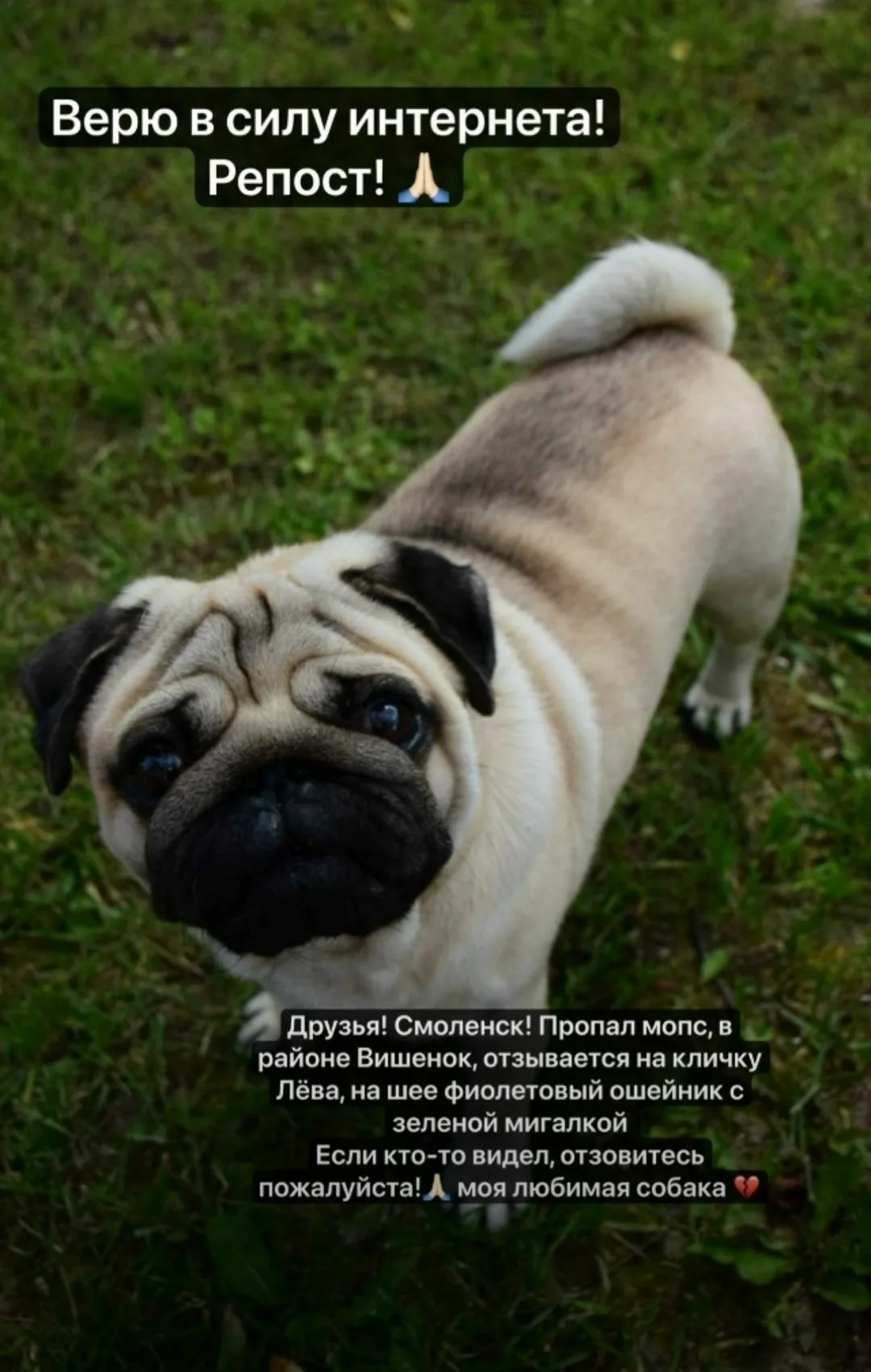 Пропала собака в Смоленске — фото питомца