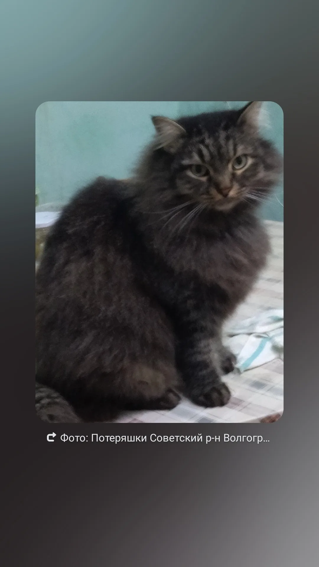 Пропала кошка в Волжском — фото питомца