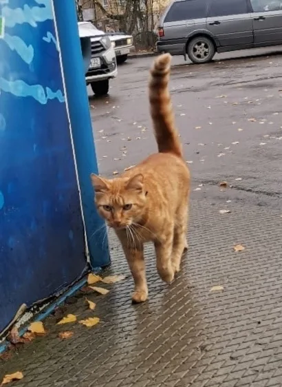 Найдена собака в Смоленске — фото питомца