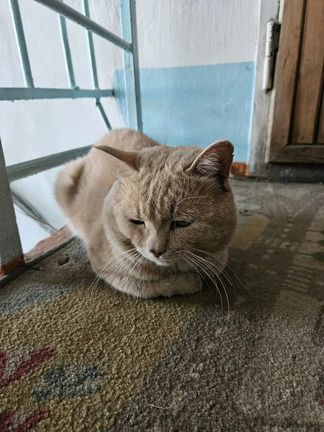 Найдена кошка в Чите — фото питомца