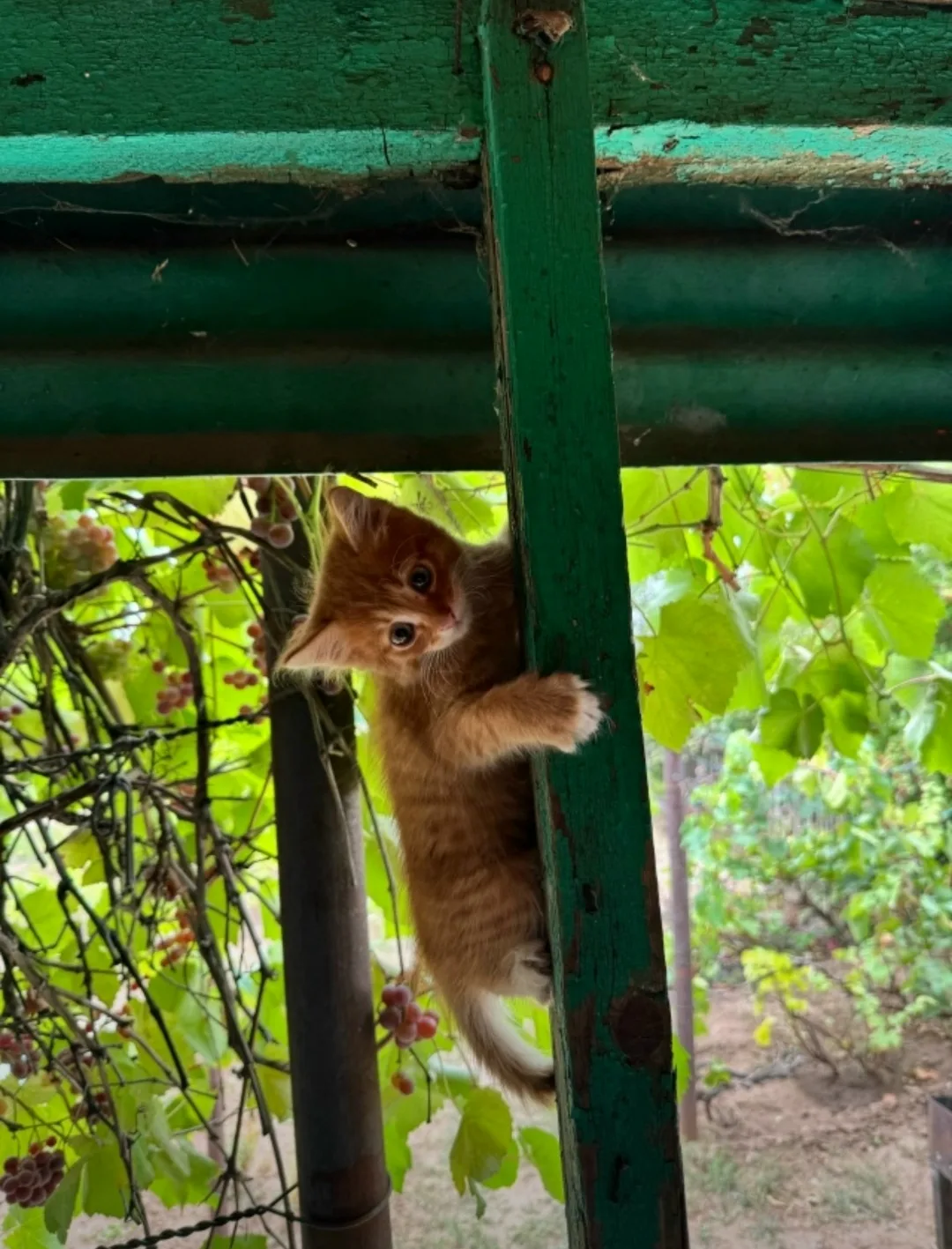 Найдена кошка в Волжском — фото питомца