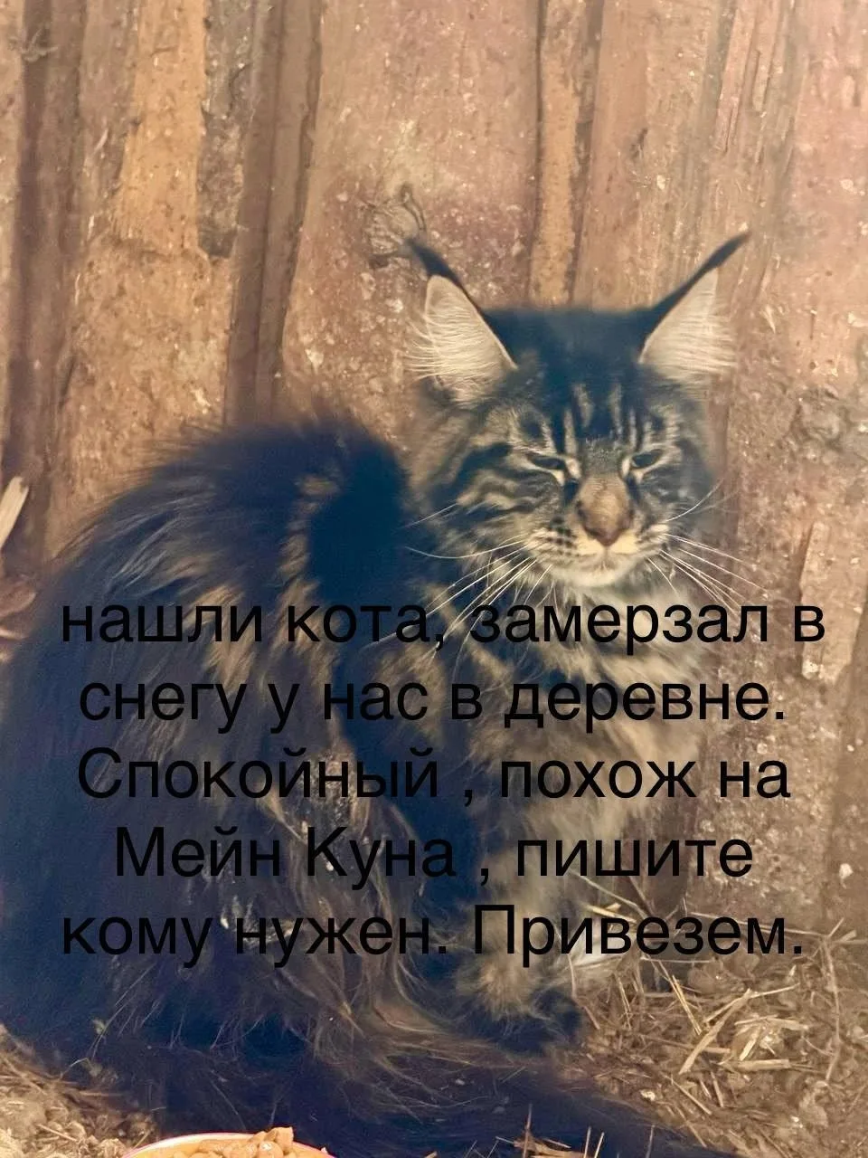 Найдена кошка в Смоленске — фото питомца