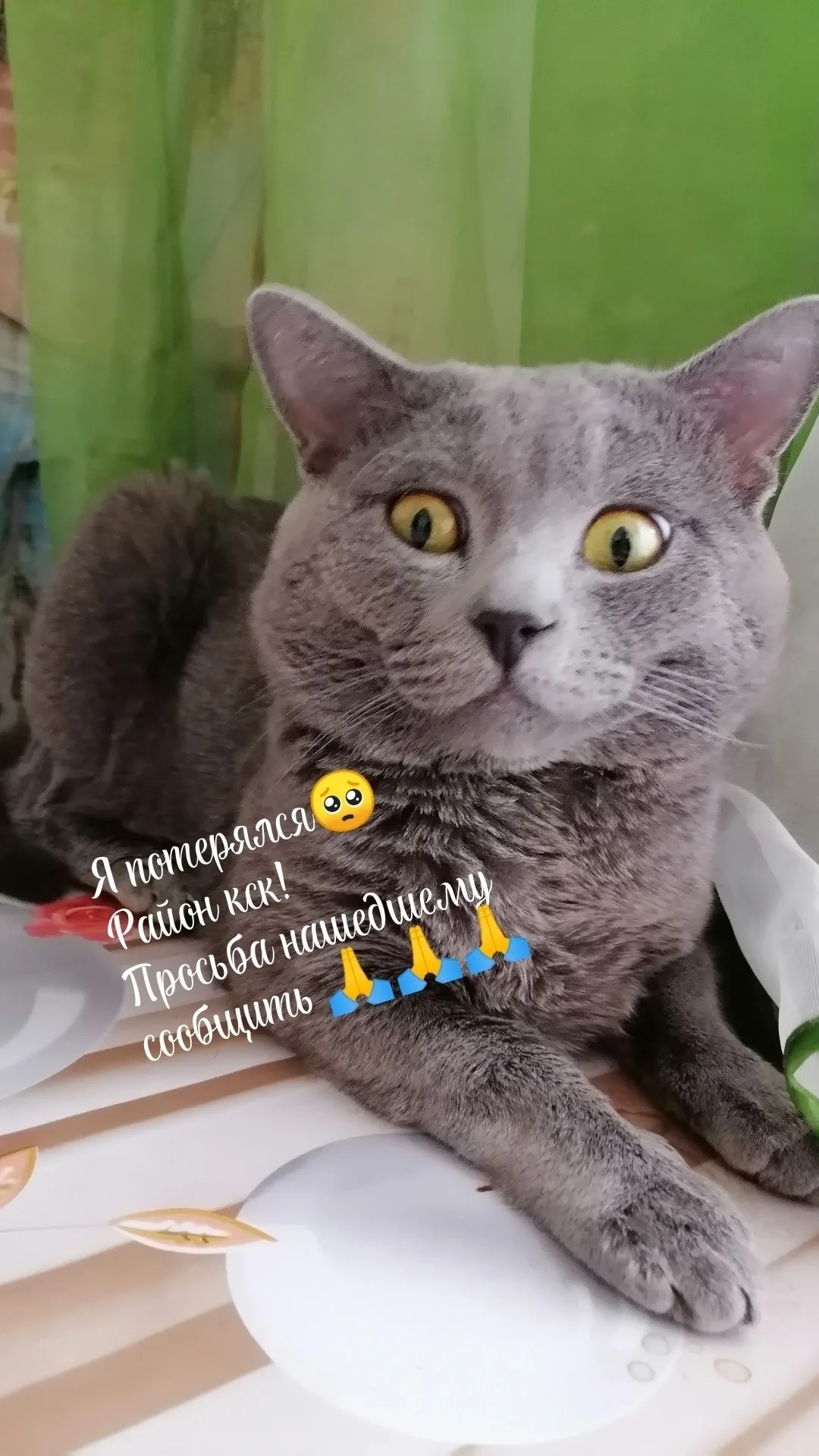 Найдена собака в Чите — фото питомца