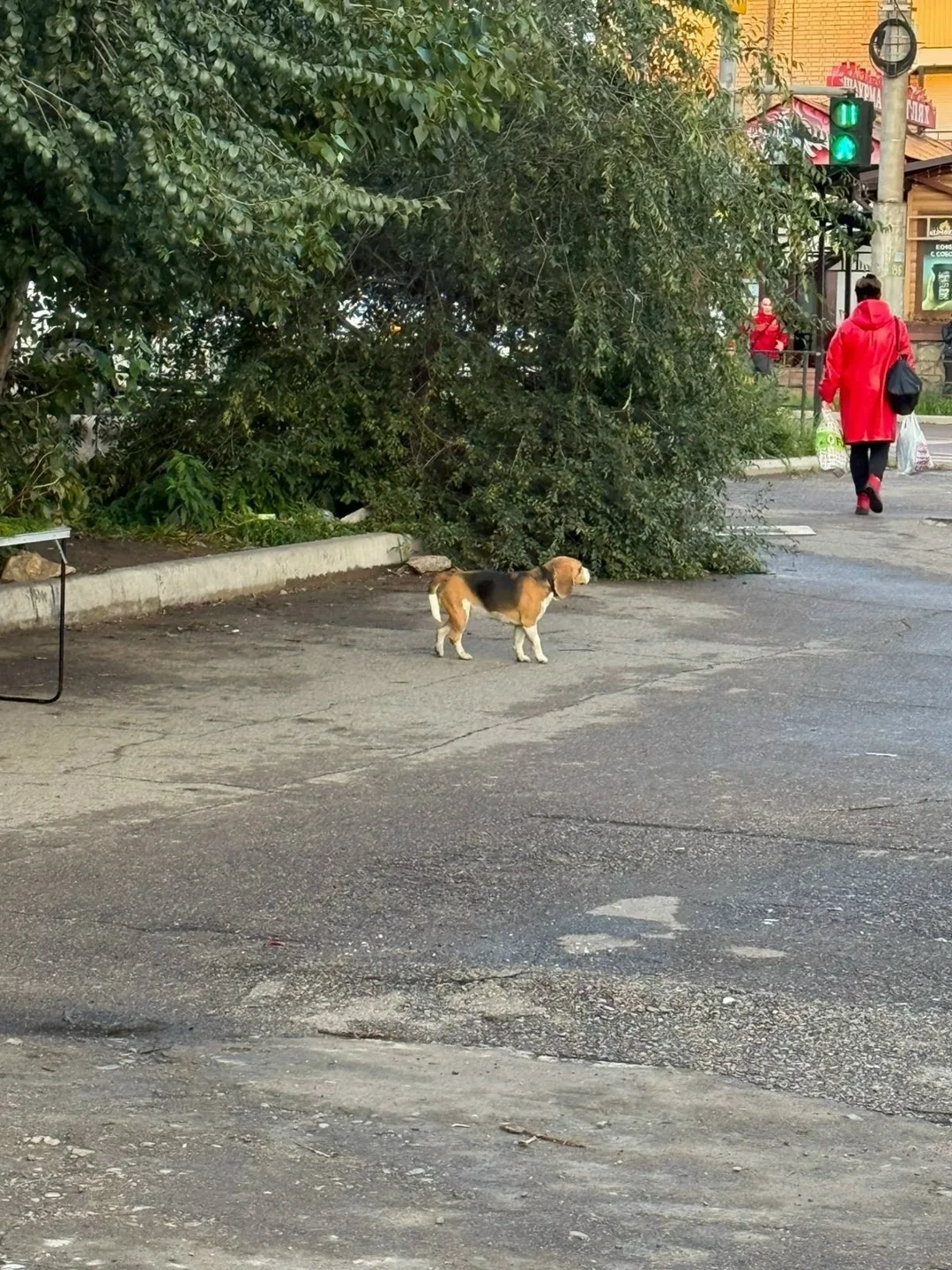Найдена собака в Чите — фото питомца