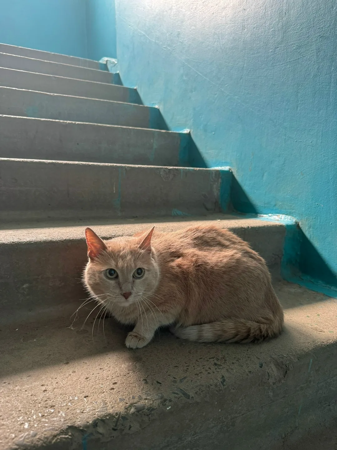 Найдена кошка в Волжском — фото питомца