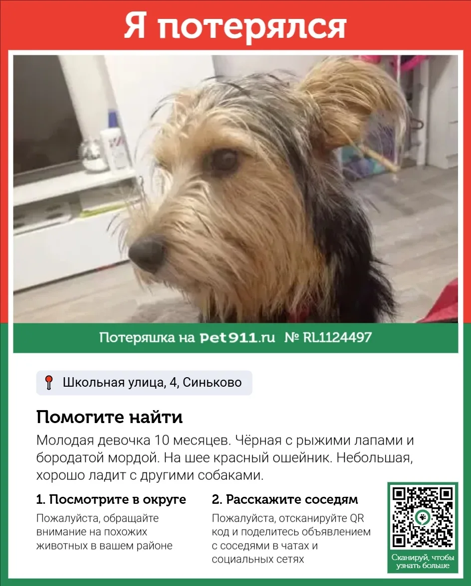 Пропала собака в Смоленске — фото питомца