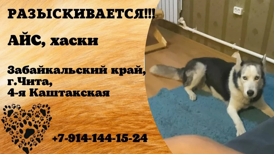 Найдена собака в Чите — фото питомца