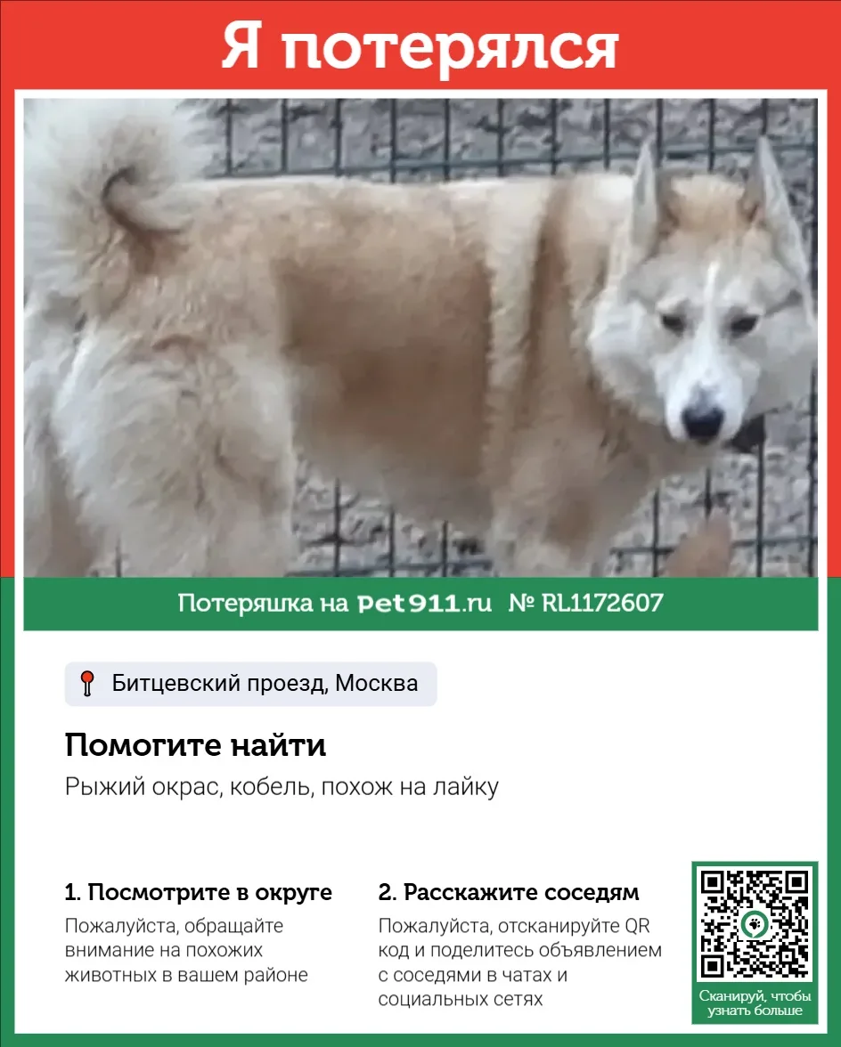 Найдена собака в Москве — фото питомца