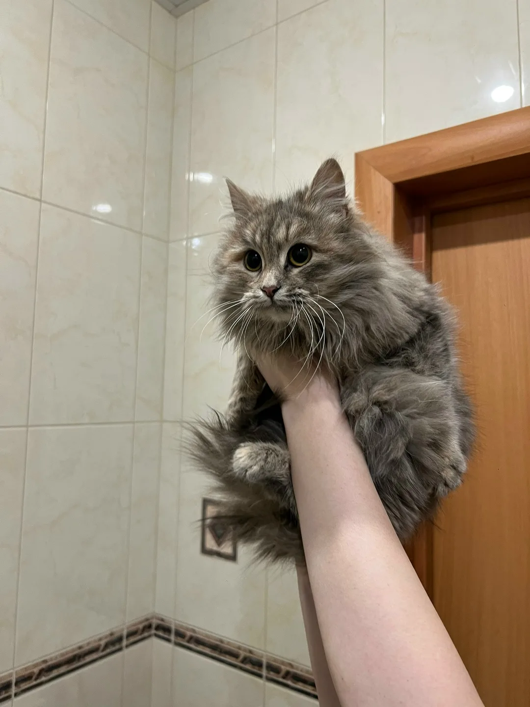 Найдена кошка в Волжском — фото питомца