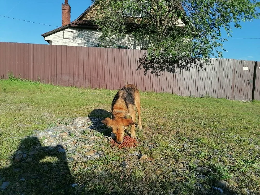 Найдена собака в Чите — фото питомца