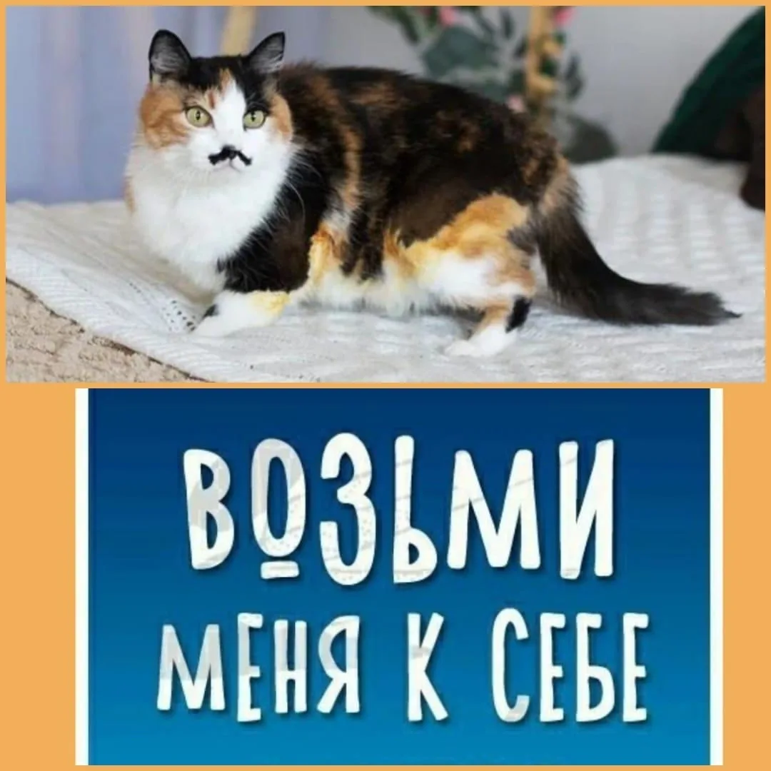 Найдена собака в Чите — фото питомца