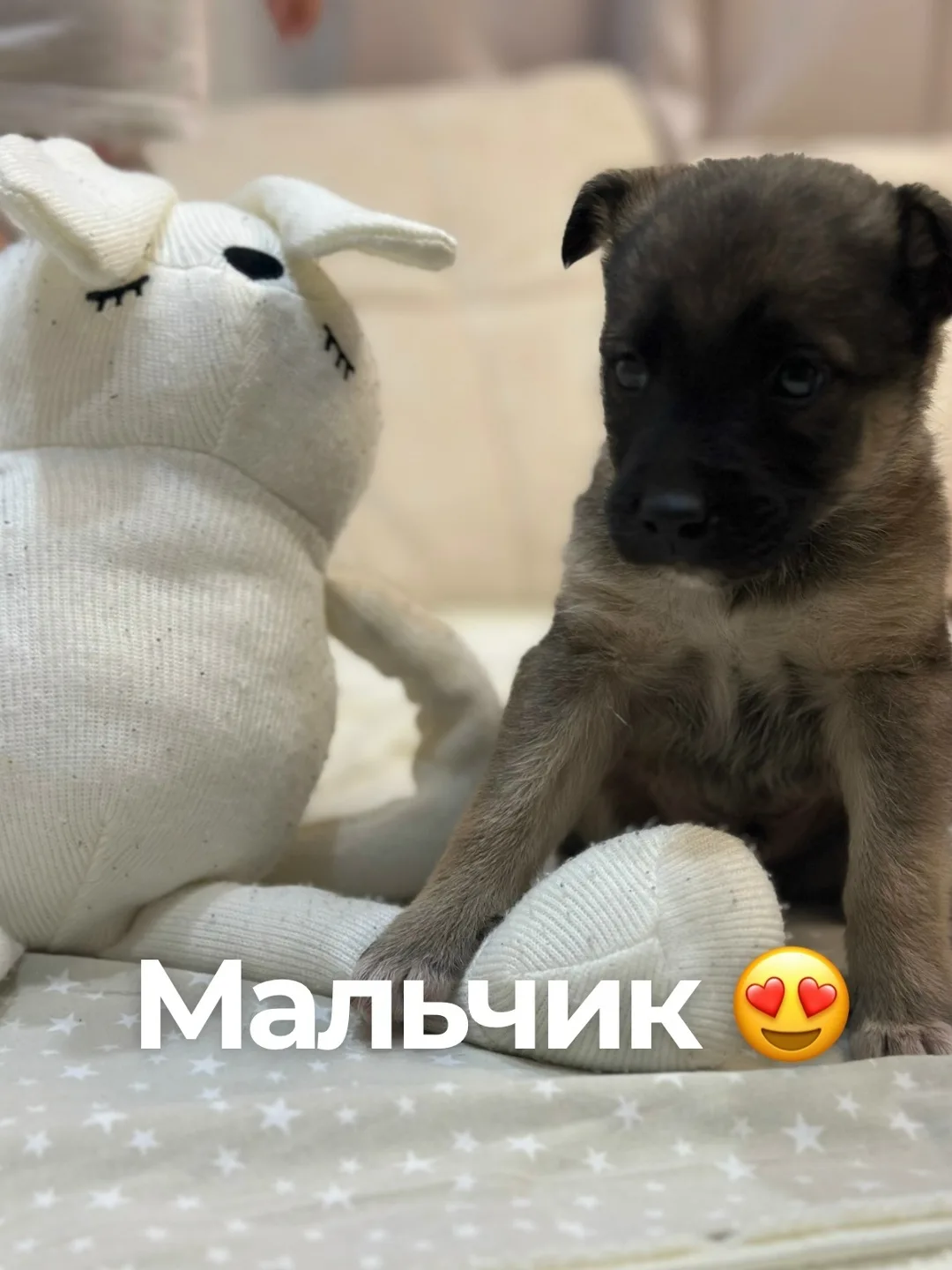 Найдена собака в Саранске — фото питомца