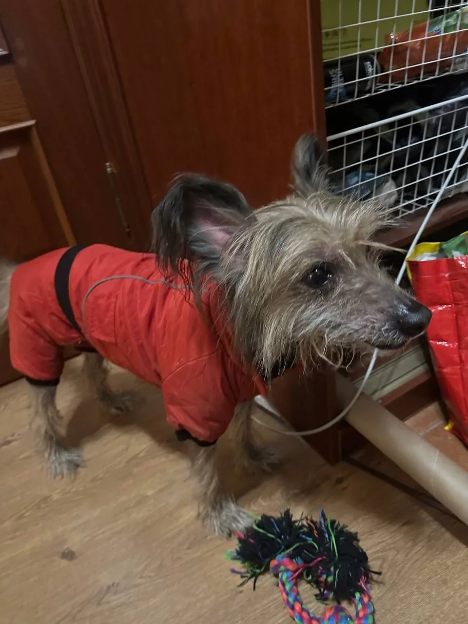Найдена собака в Подольске — фото питомца