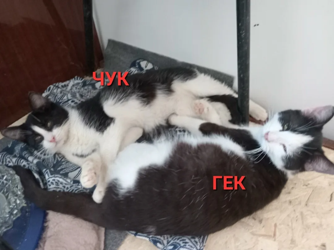 Найдена кошка в Саранске — фото питомца