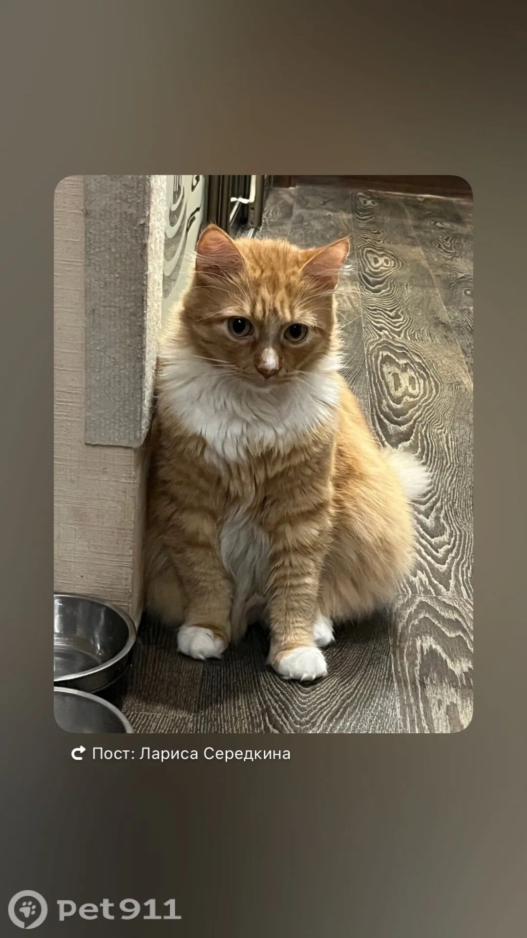 Найдена кошка в Санкт-Петербурге — фото питомца
