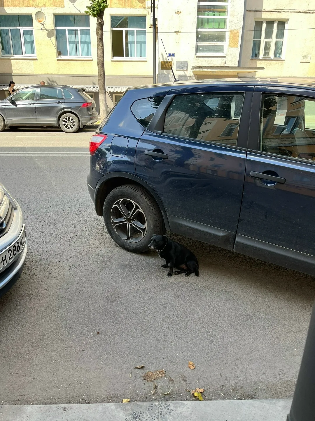 Найдена собака в Смоленске — фото питомца