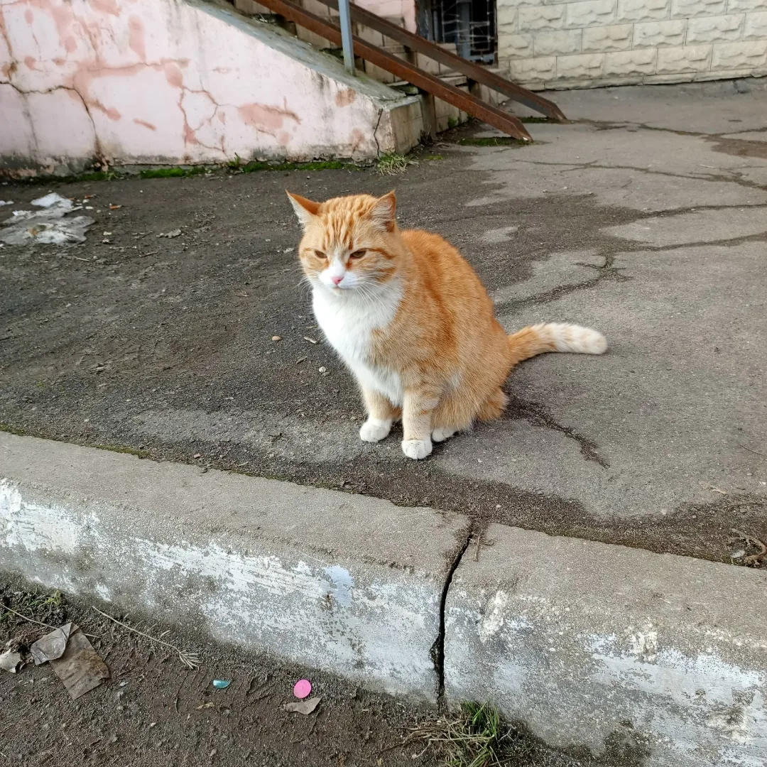 Пропала кошка в Вологде — фото питомца