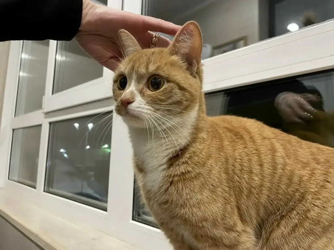 Найдена кошка в Саранске — фото питомца