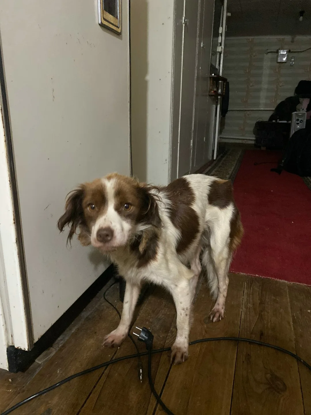 Найдена собака в Саранске — фото питомца