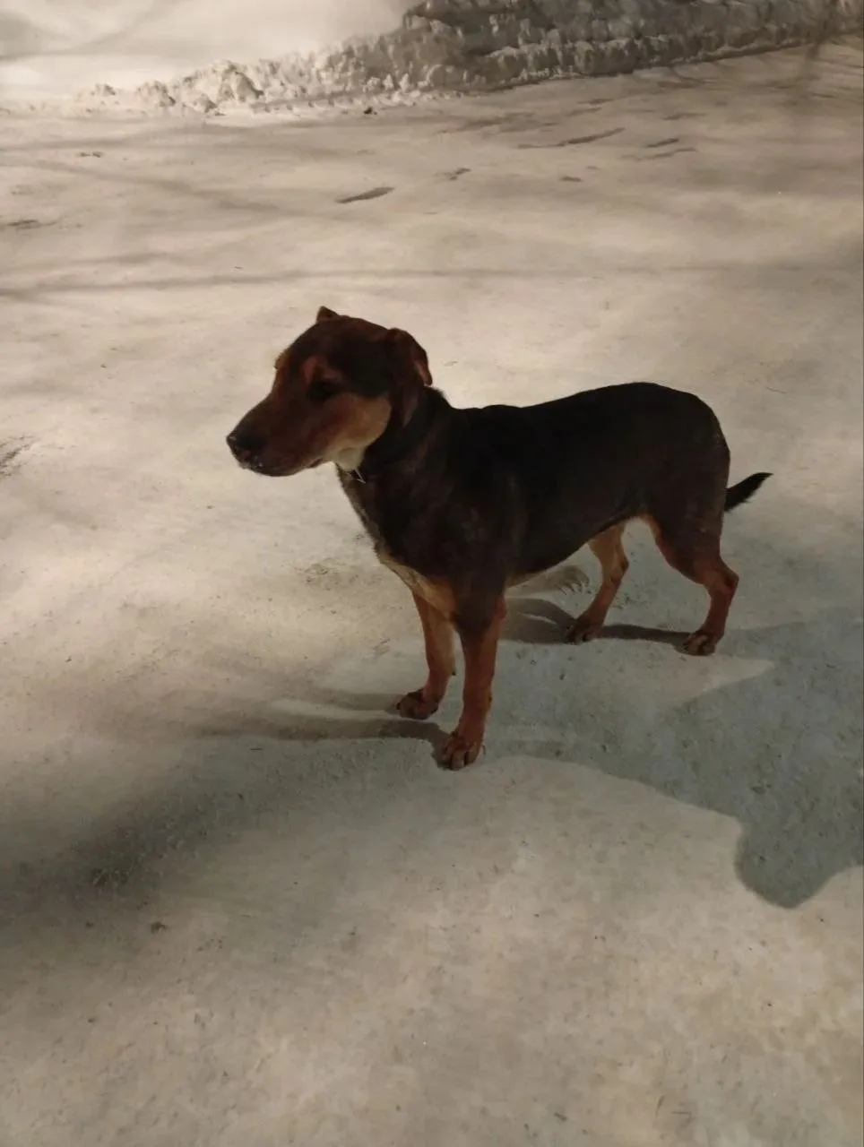 Пропала собака в Подольске — фото питомца