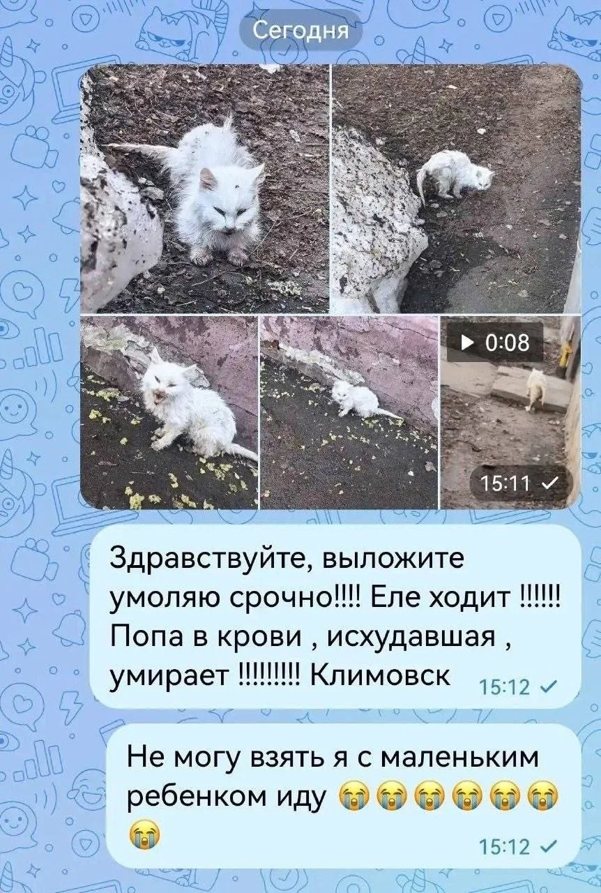 Найдена кошка в Подольске — фото питомца