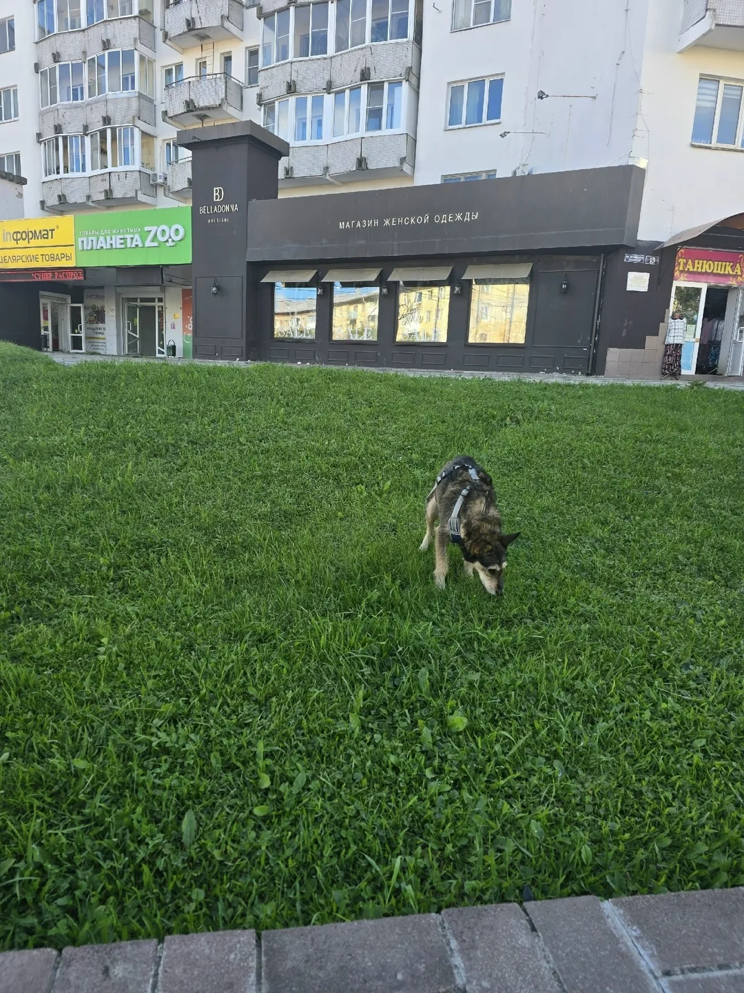 Найдена собака в Смоленске — фото питомца