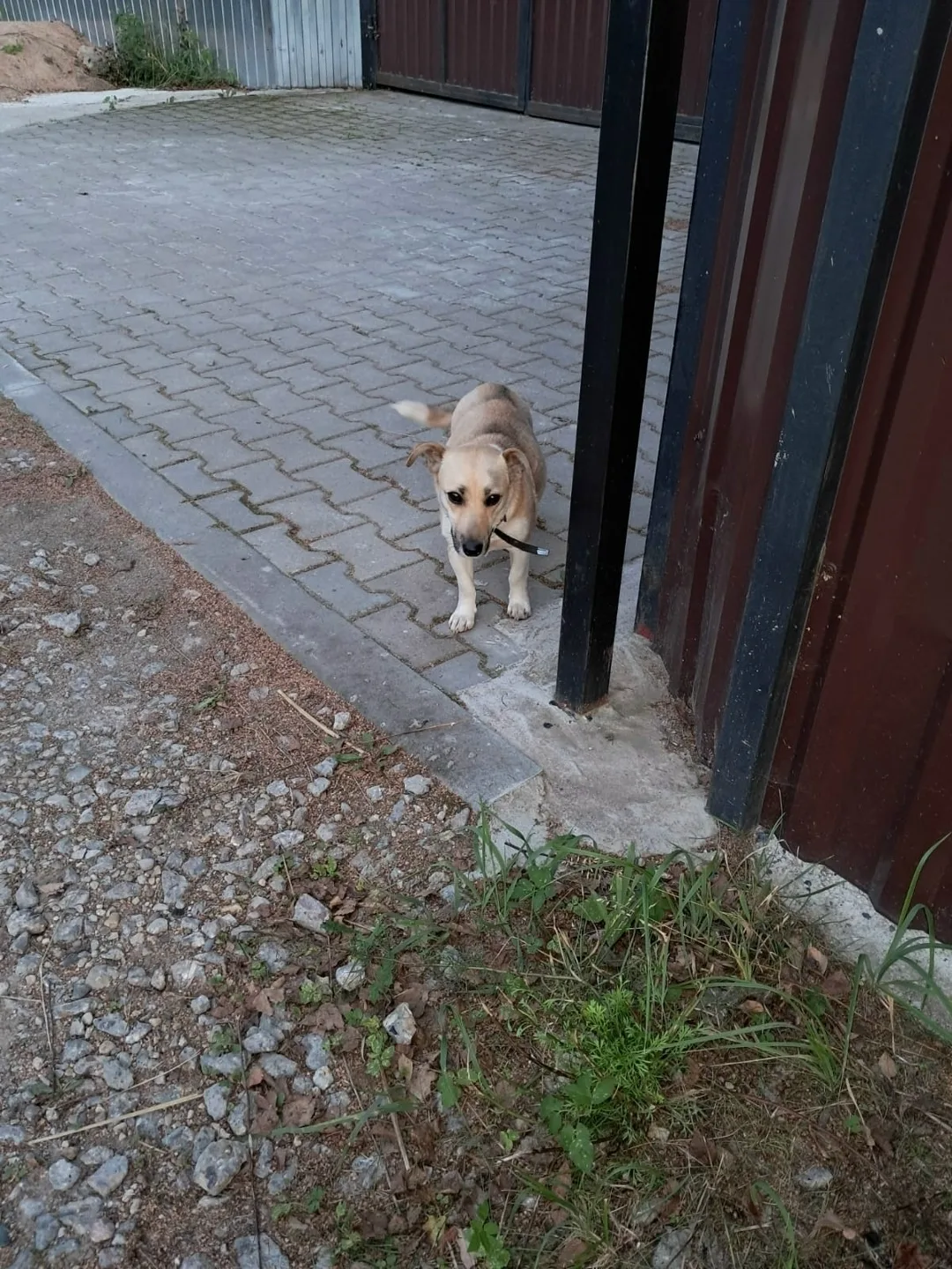 Найдена собака в Смоленске — фото питомца