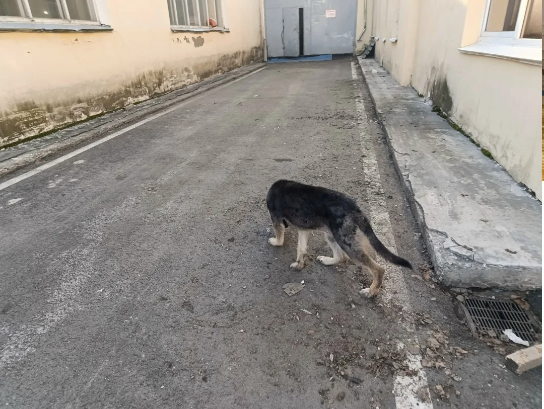 Пропала собака в Вологде — фото питомца