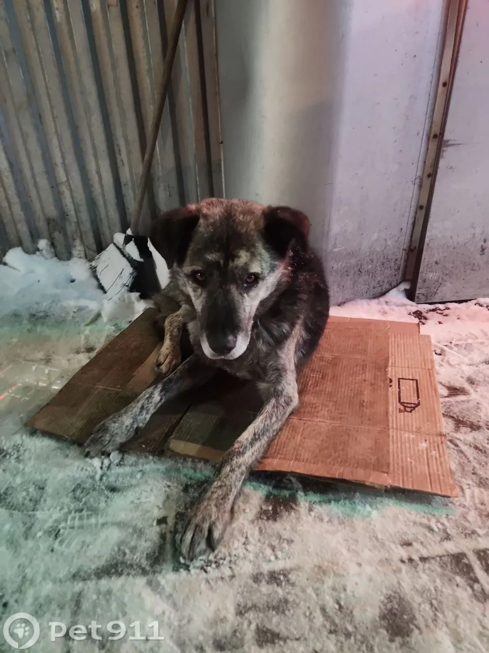 Найдена собака в Подольске — фото питомца