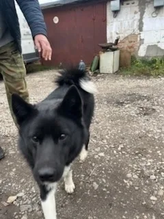 Найдена собака в Подольске — фото питомца